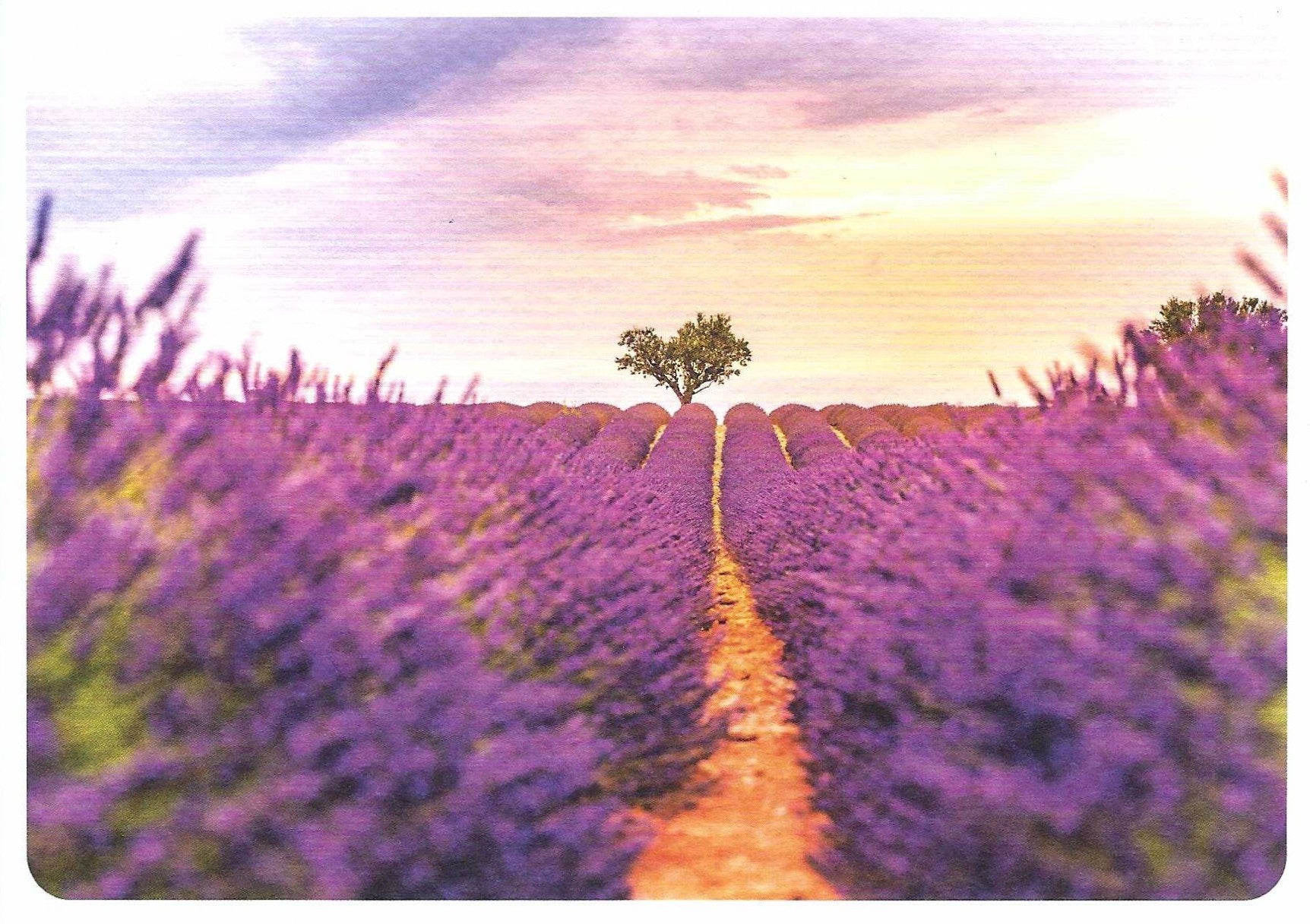 Lavender Summer Postcard by Skowronski and Koch featuring a lavender field with a heart-shaped tree in the center under a colorful sky