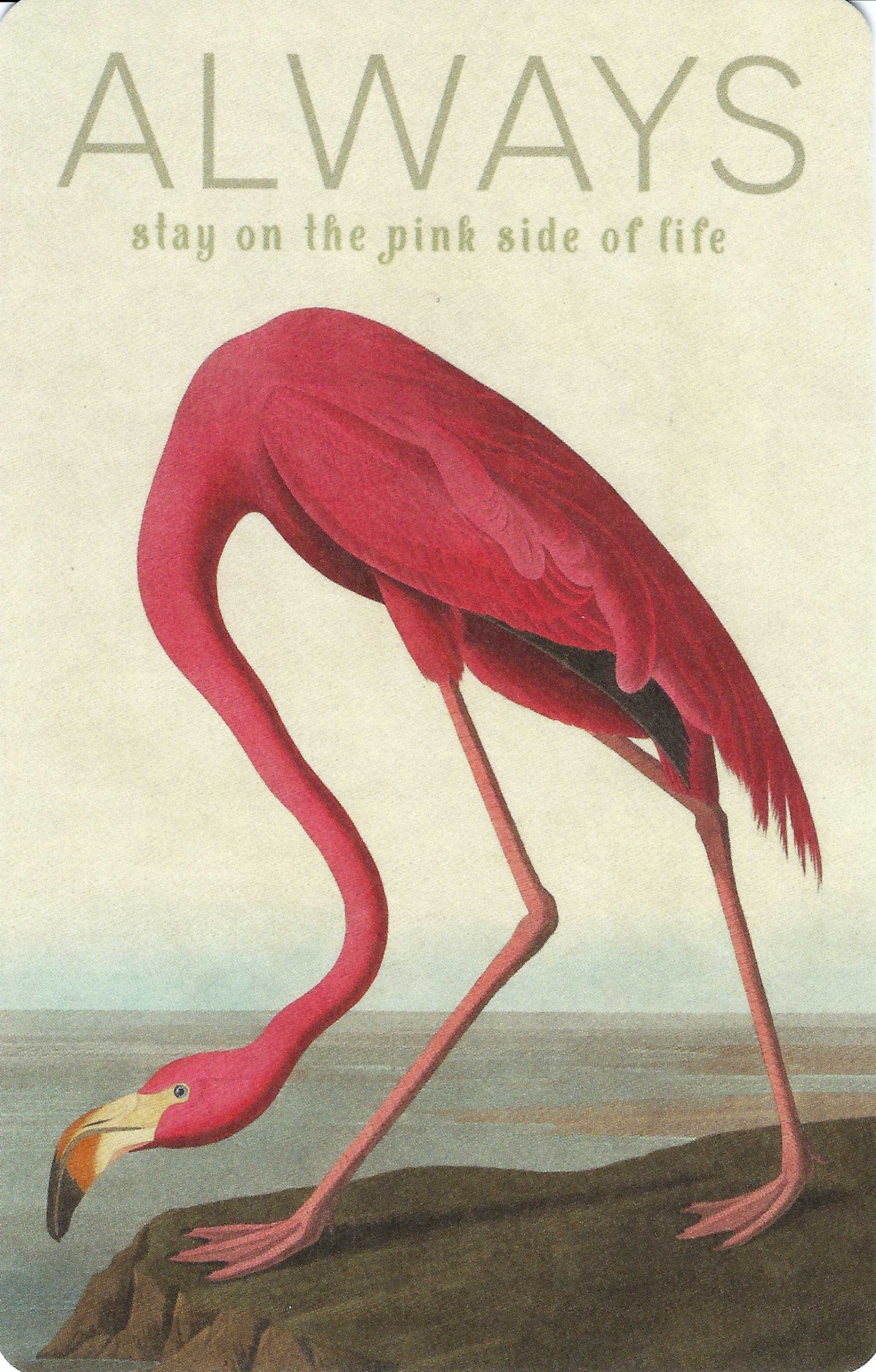 Luna Cards - Flamingo - Always Stay on the Pink Side of Life - Mini Postcard