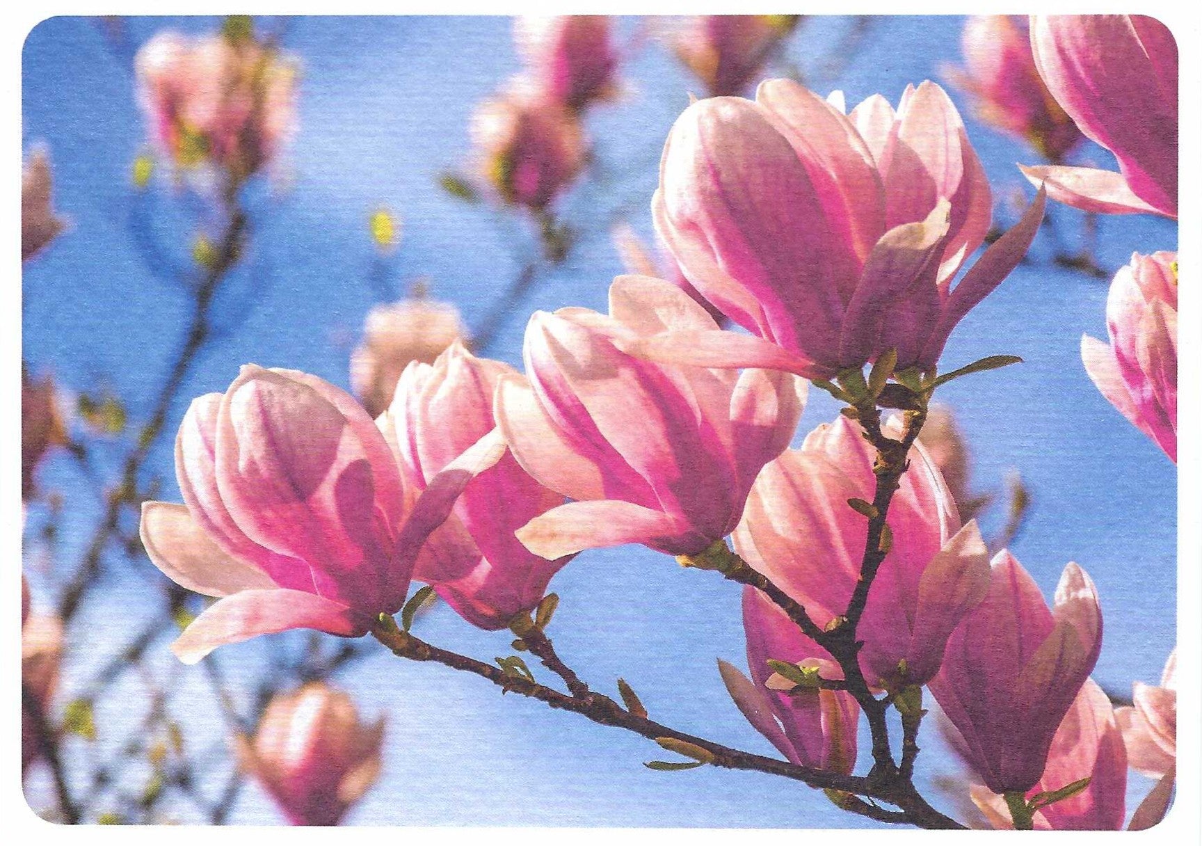 Magnolia Postcard by Skowronski and Koch featuring Pink Magnolia flowers on a branch against a blue sky