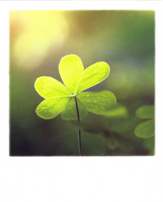 Clover - Luck Postcard by Pola Card -A postcard featuring a close-up image of a green clover leaf on a stem, with a blurred background.