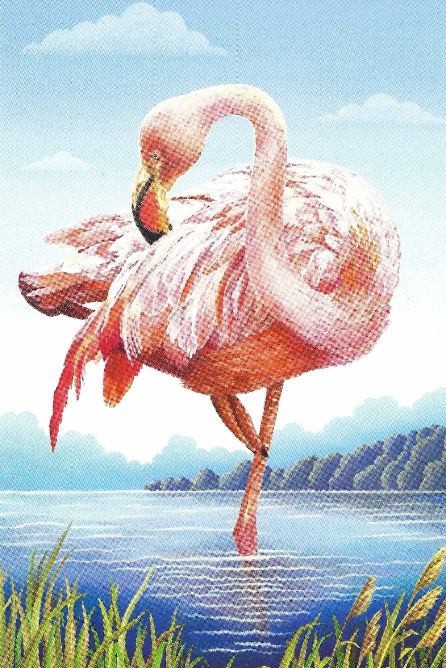 Postcardsee - Pink Flamingo - Postcard