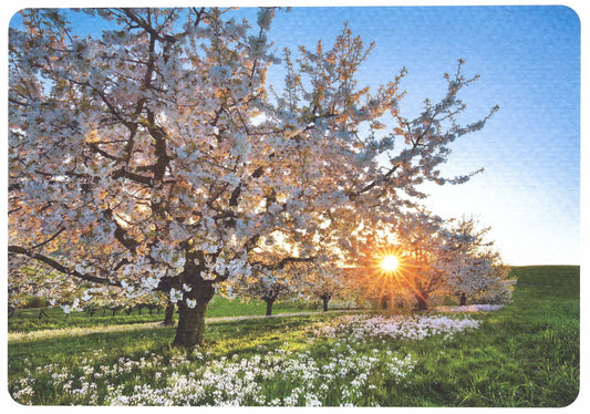 Skowronski and Koch - Cherry Grove - Spring - Tree - Flowers - Postcard