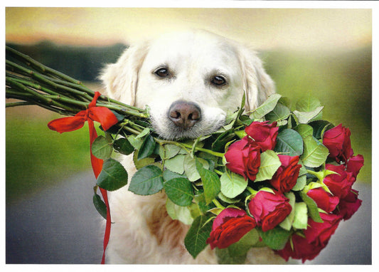 Skowronski and Koch - Dog - Roses - Golden Retriever - Bouquet of Red Roses - Postcards