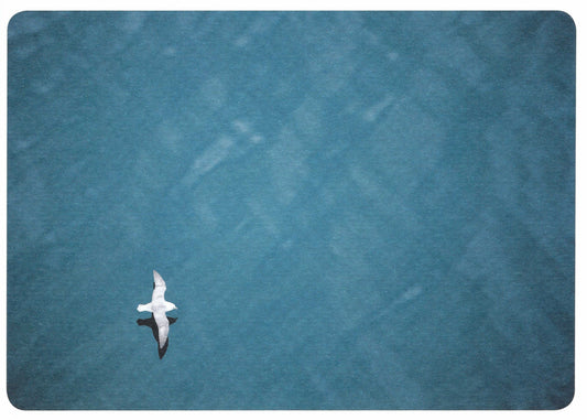 Skowronski and Koch - Freedom - Seagull in Flight - Postcard