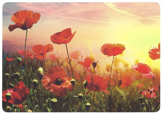 Skowronski and Koch - Poppy Meadow - Postcard