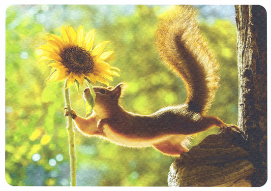 Skowronski and Koch - Sunflower and Squirrel - Summer Greeting - Postcard