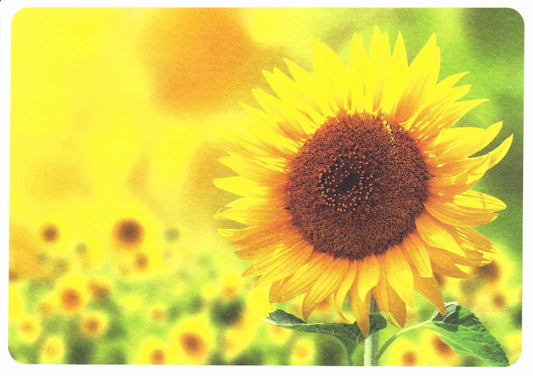 Skowronski and Koch - Sunflowers - Postcard