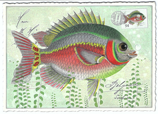 Edition Tausendschön - Fish - PK661 - Postcard