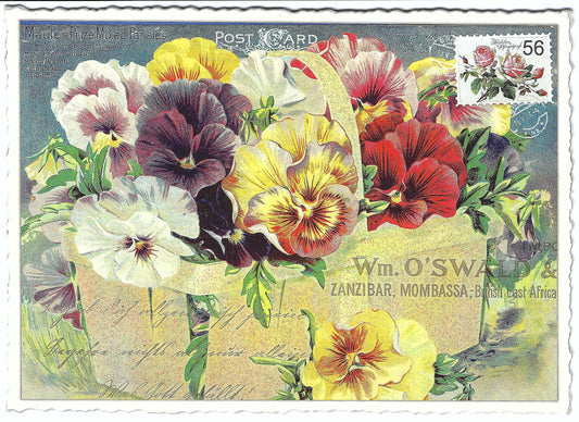 Edition Tausendschön - Pansy - Pansies - Postcard