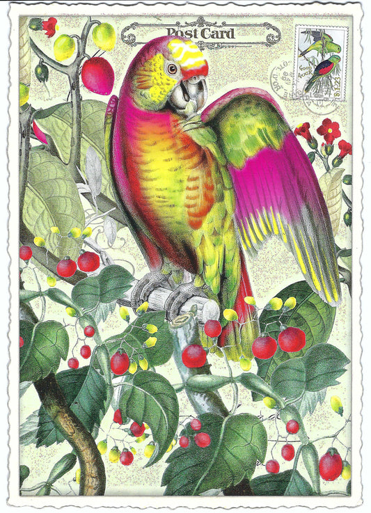 Edition Tausendschön - Parrot - PK827 - Postcard