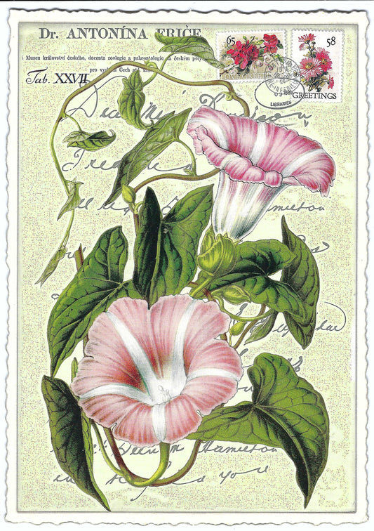 Edition Tausendschön - Petunia - PK660 - Postcard