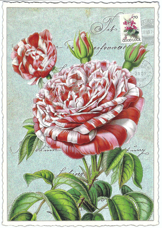 Edition Tausendschön - Rose - PK897 - Postcard