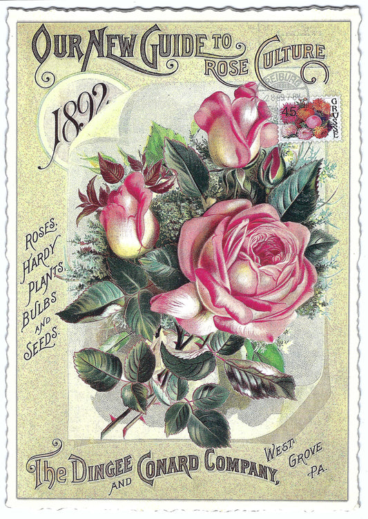 Edition Tausendschön - Roses - PK892 - Postcard
