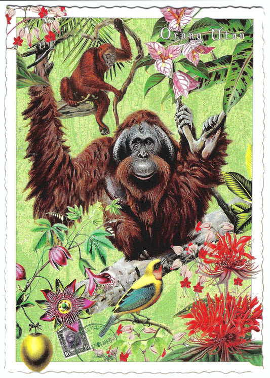 Edition Tausendschön - Wildlife Edition - Orangutan - PK1122 - Postcard