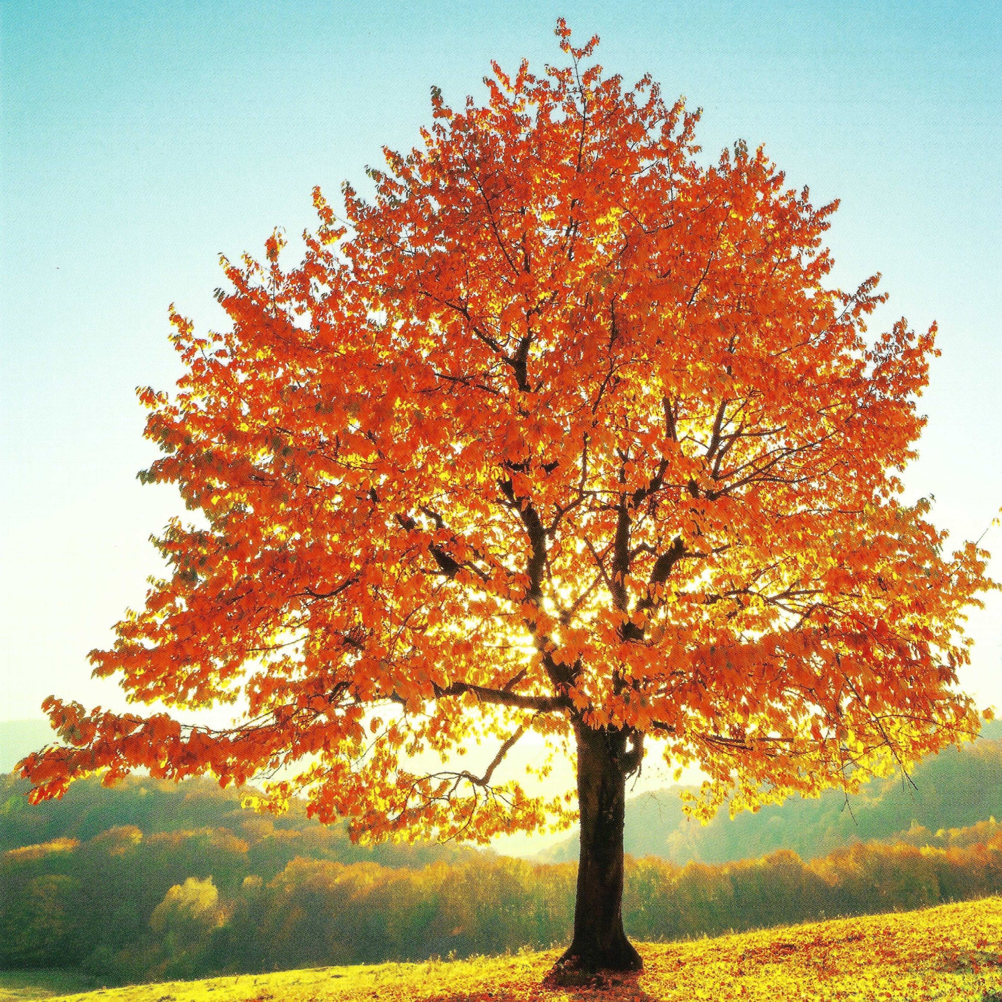 Fall Postcards - Autumn - Fall Foliage Tree - Postcrossing Postcard