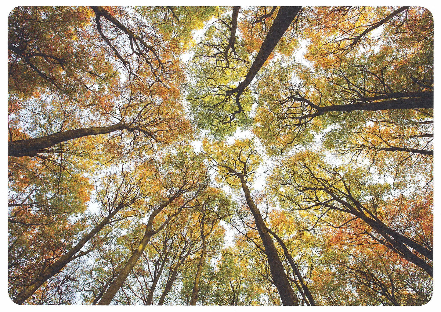Fall Postcard - Autumn - Trees - Leaves - Foliage - Postcards for Postcrossing