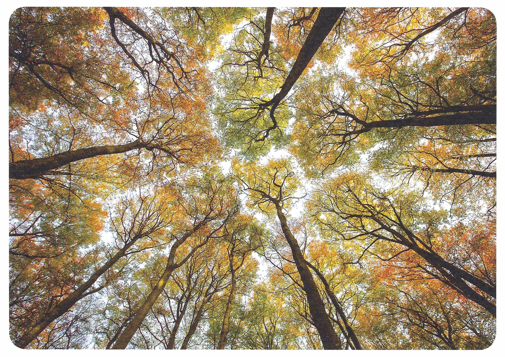 Fall Postcard - Autumn - Trees - Leaves - Foliage - Postcards for Postcrossing