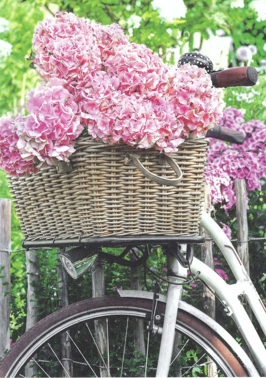 Hydrangeas in bicycle basket - Postcard by Taurus Kunstkarten