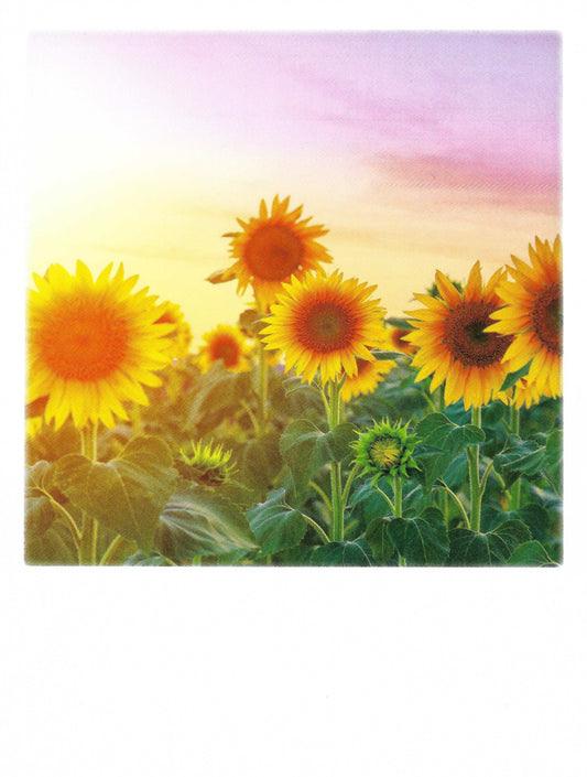 Pola Card - Sunflowers - Sunflower Field - Postcard