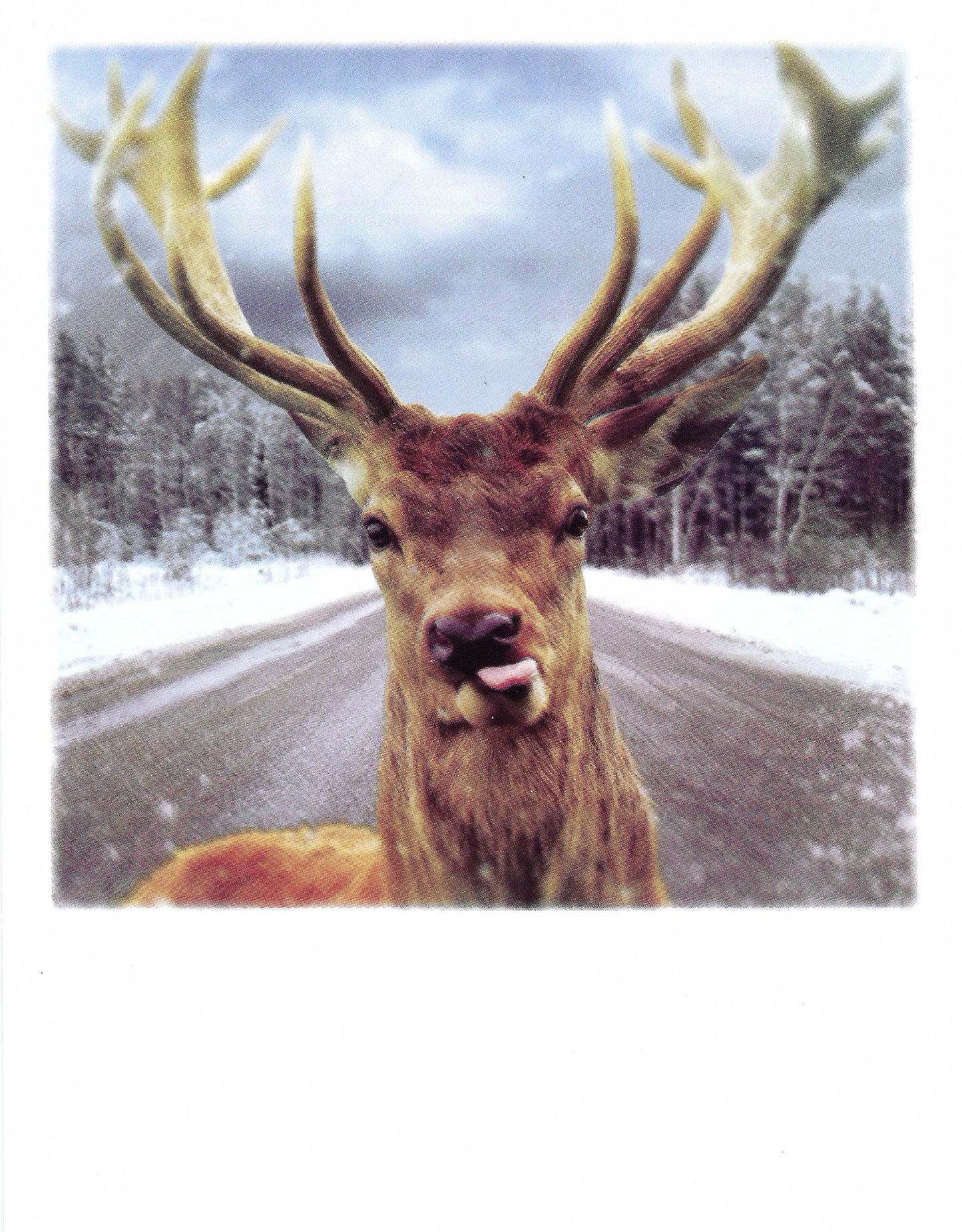 Pola Card - Deer - Funny - Postcard
