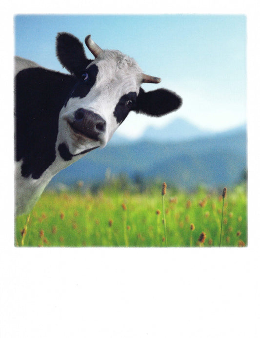 Cow Postcard by Pola Card
