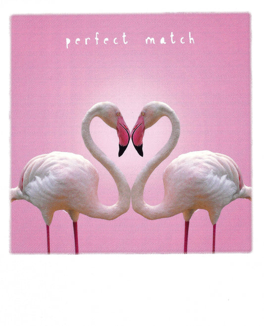 Flamingos Postcard - Perfect Match by Pola Card