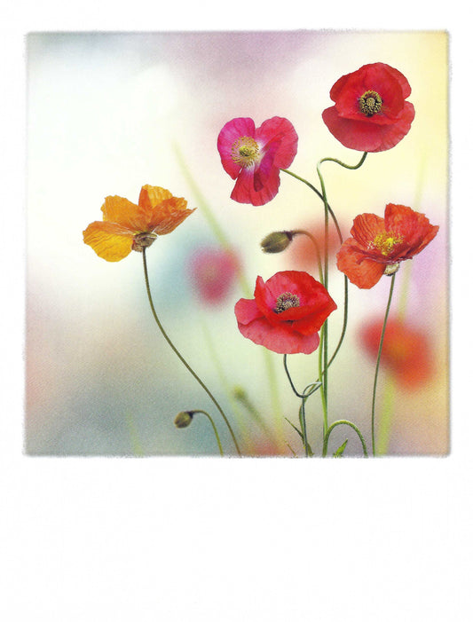 Pola Card - Poppy - Poppies - Flower - Postcard