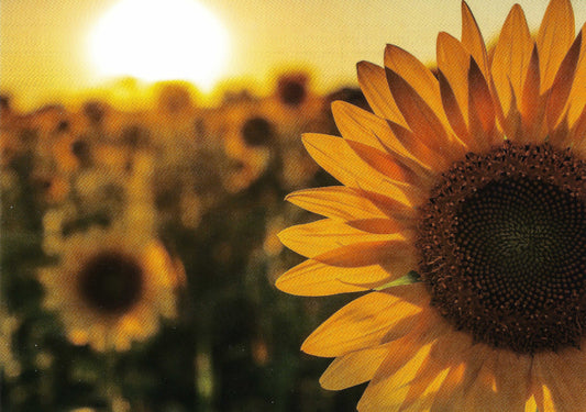 Taurus Kunstkarten GmbH - Sunflowers - Sunflower Field - Postcard