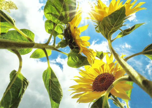 Taurus Kunstkarten GmbH - Linda Geisdorf - Sunflowers from Below - Sunflower - Postcard