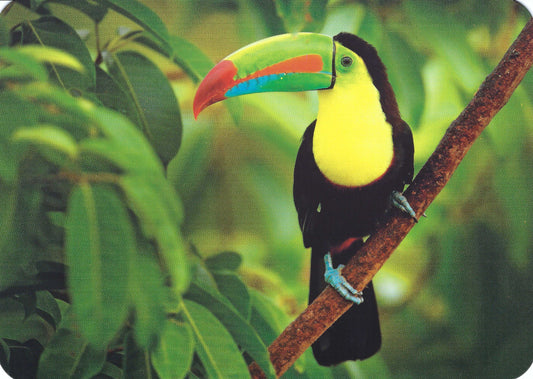 Toucan Postcard by Edition Gollong