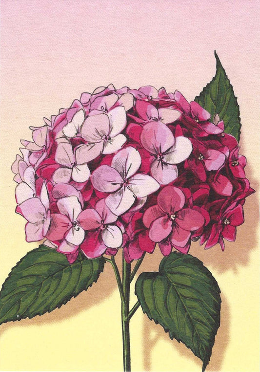 Mima - Hydrangea Postcard illustrated by illi for Nobis Design featuring a pink hydrangea flower illustration on a light pink and yellow background