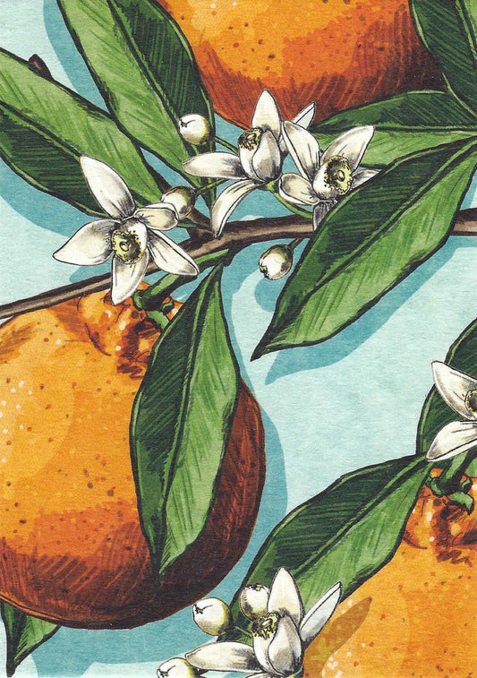 ONARA Postcard, illustrated by illi for Nobis Design featuring oranges and flowers on a light blue background