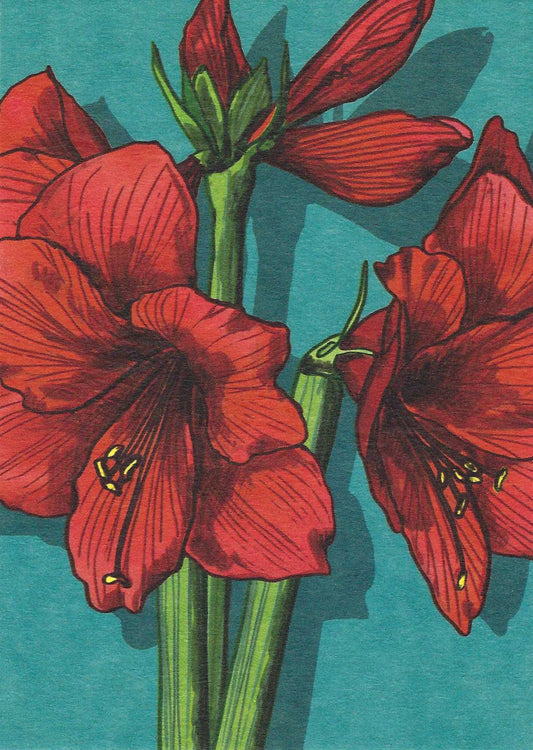 Timata Postcard illustrated by illi for Nobis Design featuring Red Amaryllis flowers with green stems on a teal background